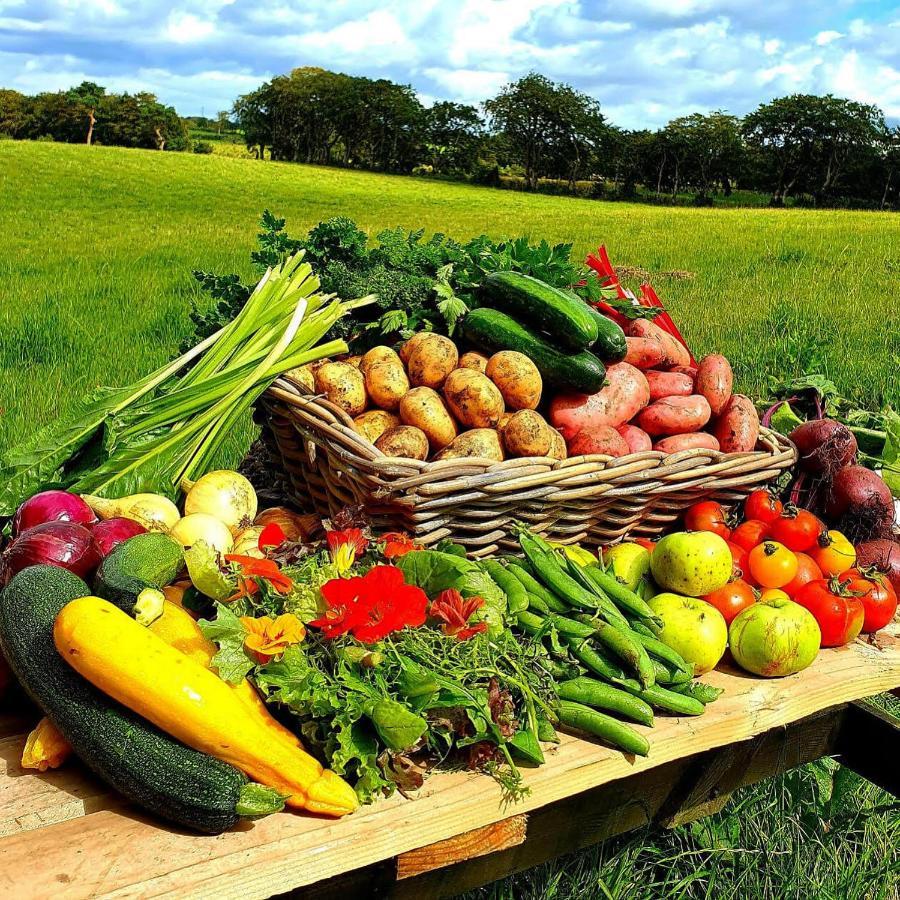 Ballylagan Organic Farm Straid  المظهر الخارجي الصورة